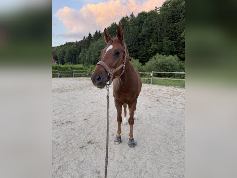 Oldenburger Wallach 8 Jahre 164 cm Fuchs in Graz-Umgebung