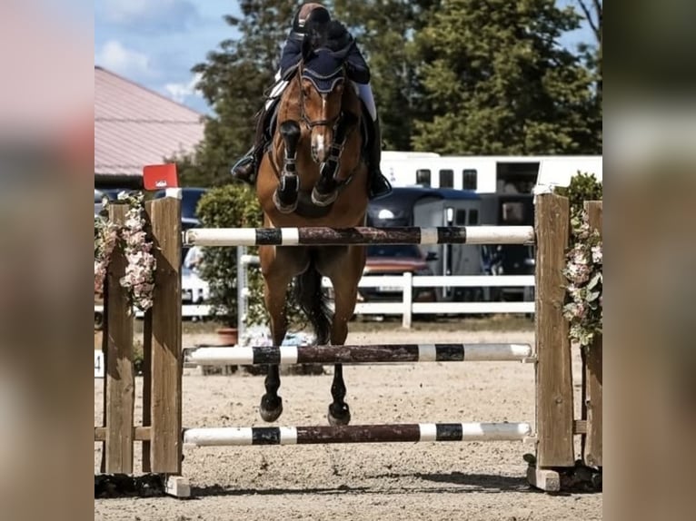 Oldenburger Wallach 8 Jahre 165 cm Brauner in Steinheim am Albuch
