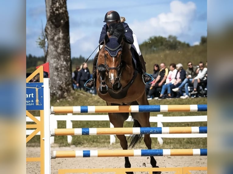Oldenburger Wallach 8 Jahre 165 cm Brauner in Steinheim am Albuch