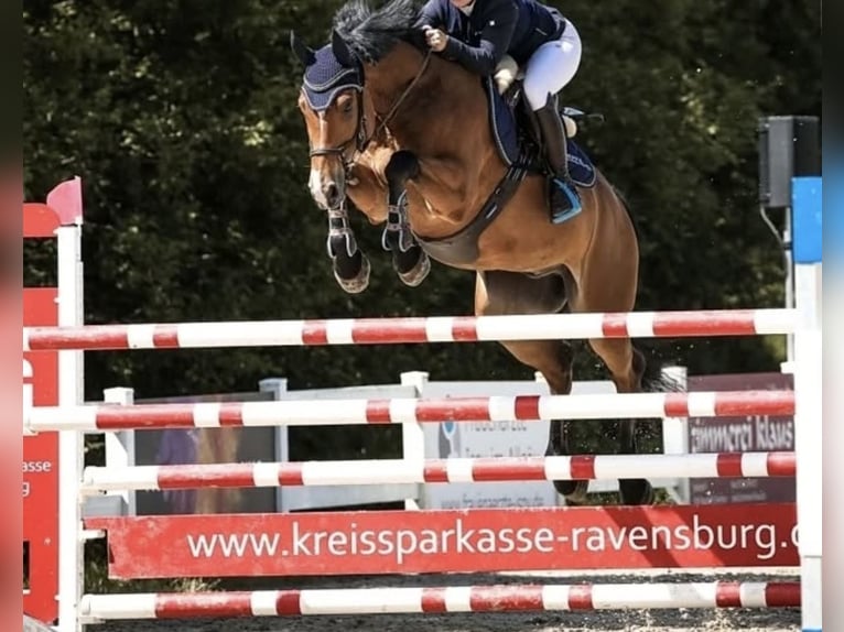 Oldenburger Wallach 8 Jahre 165 cm Brauner in Steinheim am Albuch
