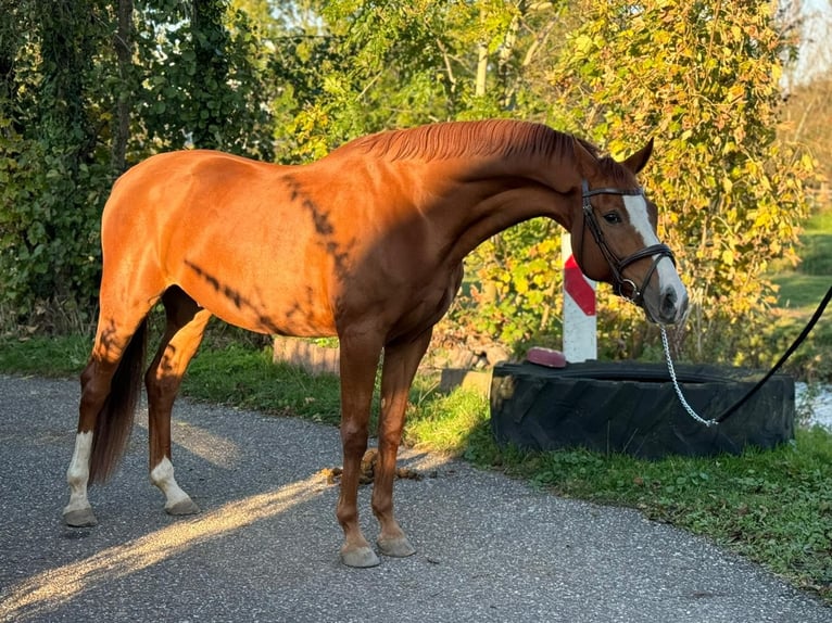 Oldenburger Wallach 8 Jahre 165 cm Fuchs in Noordwijkerhout