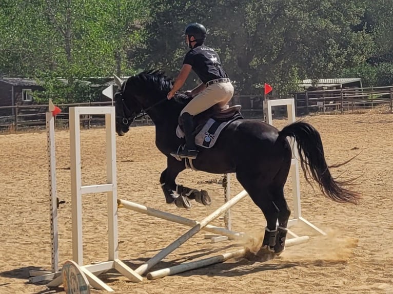 Oldenburger Wallach 8 Jahre 165 cm Rappe in Sant Marti Vell
