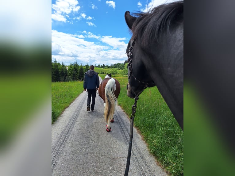 Oldenburger Wallach 8 Jahre 165 cm Schwarzbrauner in Löwenstein