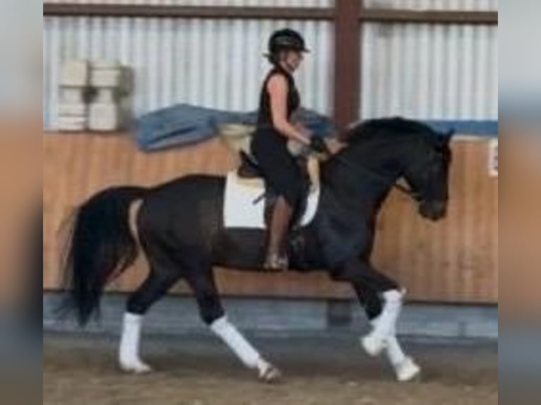 Oldenburger Wallach 8 Jahre 166 cm Brauner in Aachen