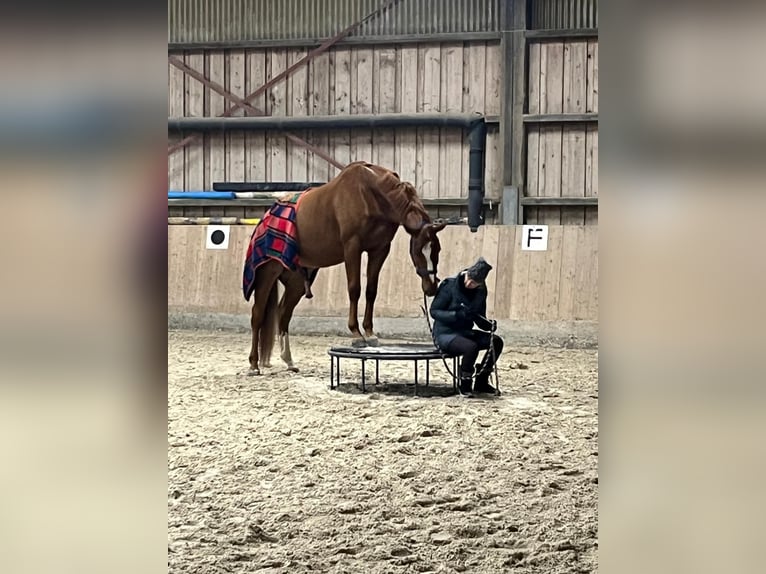 Oldenburger Wallach 8 Jahre 166 cm Fuchs in Lichtenfels