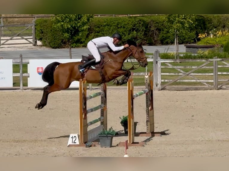 Oldenburger Wallach 8 Jahre 167 cm Brauner in Brno