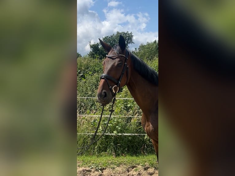 Oldenburger Wallach 8 Jahre 168 cm Dunkelbrauner in H&#xFC;nxe