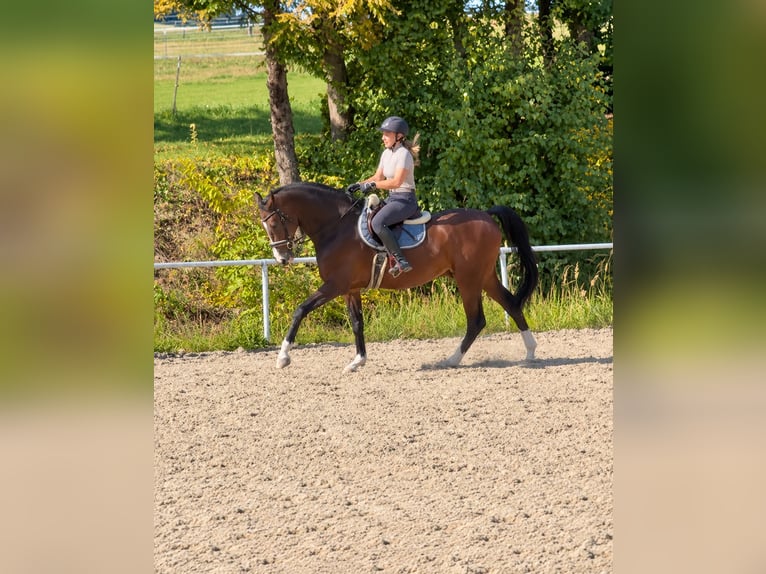 Oldenburger Wallach 8 Jahre 168 cm Dunkelbrauner in Davidschlag