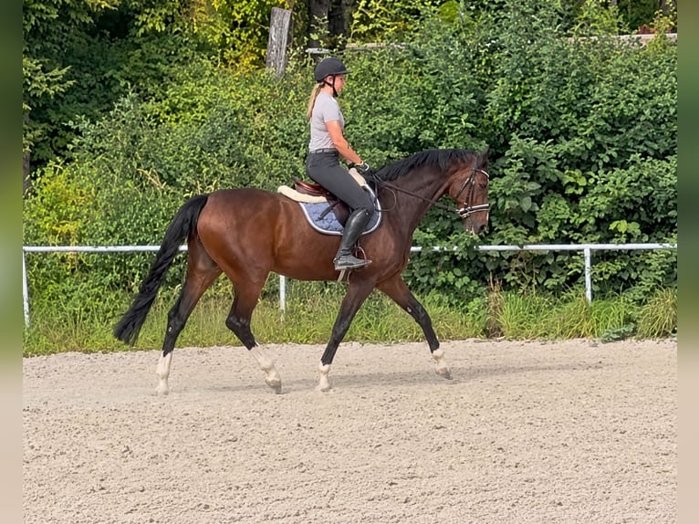 Oldenburger Wallach 8 Jahre 168 cm Dunkelbrauner in Davidschlag