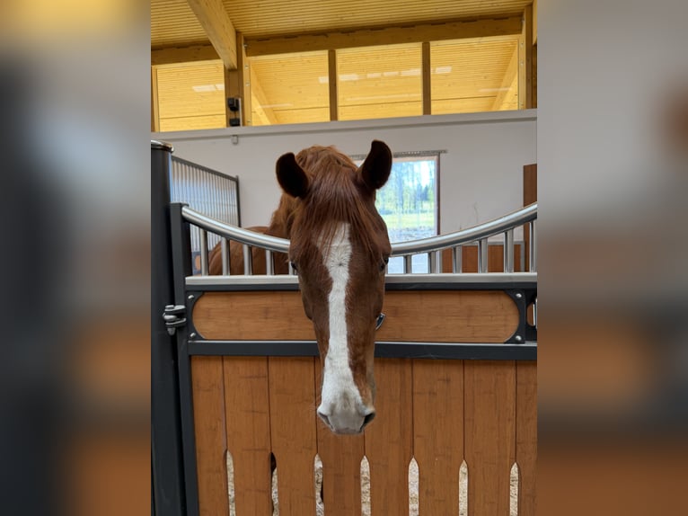 Oldenburger Wallach 8 Jahre 168 cm Fuchs in Zolling