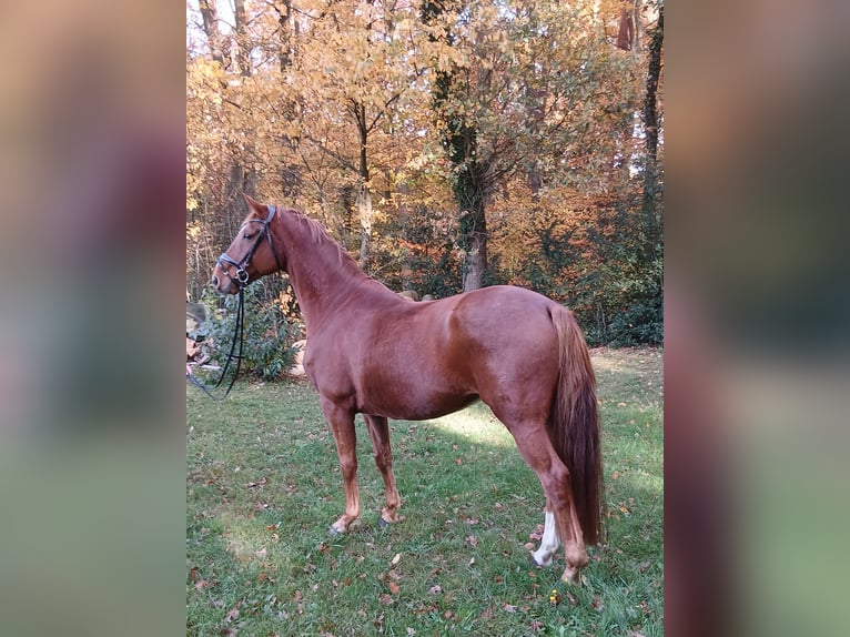 Oldenburger Wallach 8 Jahre 168 cm Fuchs in Barenburg