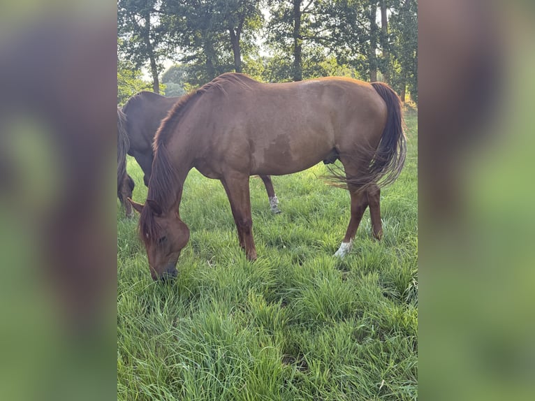 Oldenburger Wallach 8 Jahre 168 cm Fuchs in Bramsche