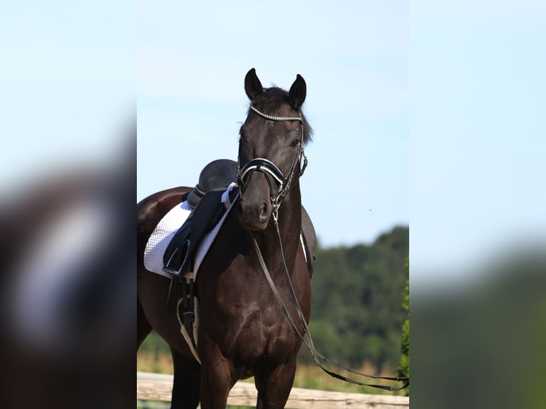 Oldenburger Wallach 8 Jahre 168 cm Rappe in St Marein bei Graz