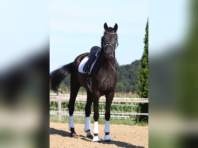 Oldenburger Wallach 8 Jahre 168 cm Rappe in St Marein bei Graz