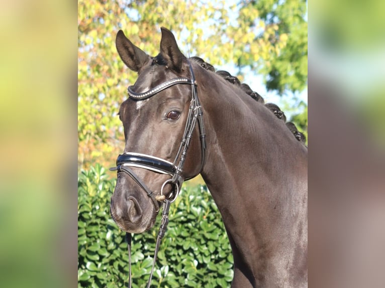 Oldenburger Wallach 8 Jahre 168 cm Rappe in Selsingen