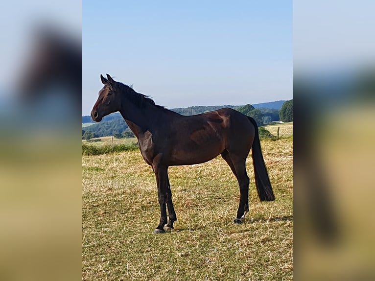 Oldenburger Wallach 8 Jahre 170 cm Dunkelbrauner in H&#xF6;chst im Odenwald