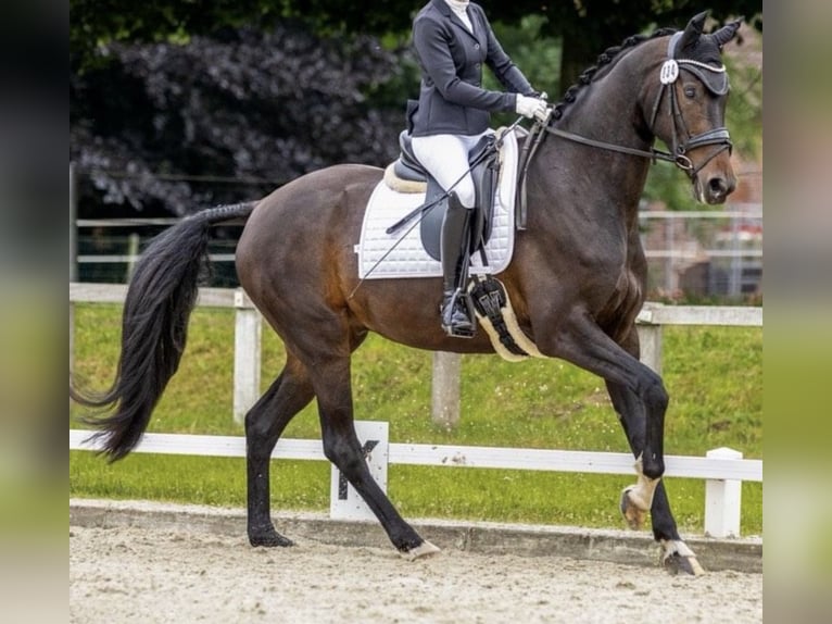 Oldenburger Wallach 8 Jahre 171 cm  in Dornum