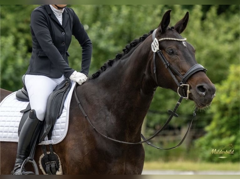 Oldenburger Wallach 8 Jahre 171 cm  in Dornum