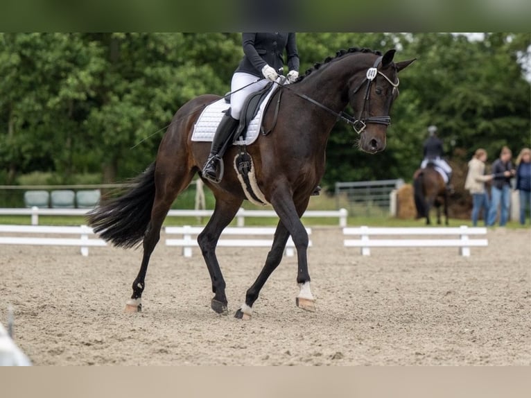 Oldenburger Wallach 8 Jahre 171 cm  in Dornum