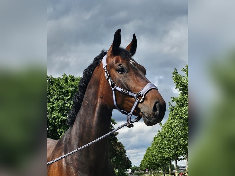 Oldenburger Wallach 8 Jahre 172 cm Brauner in Dreieich
