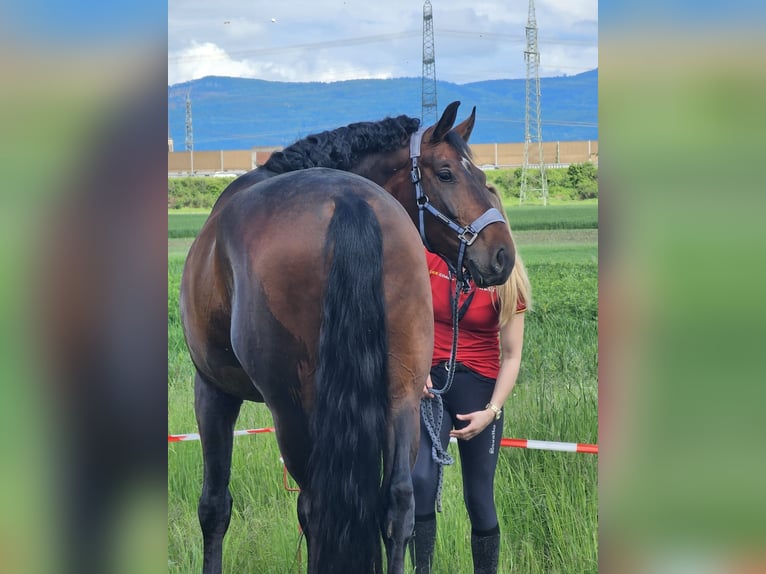 Oldenburger Wallach 8 Jahre 172 cm Brauner in Dreieich