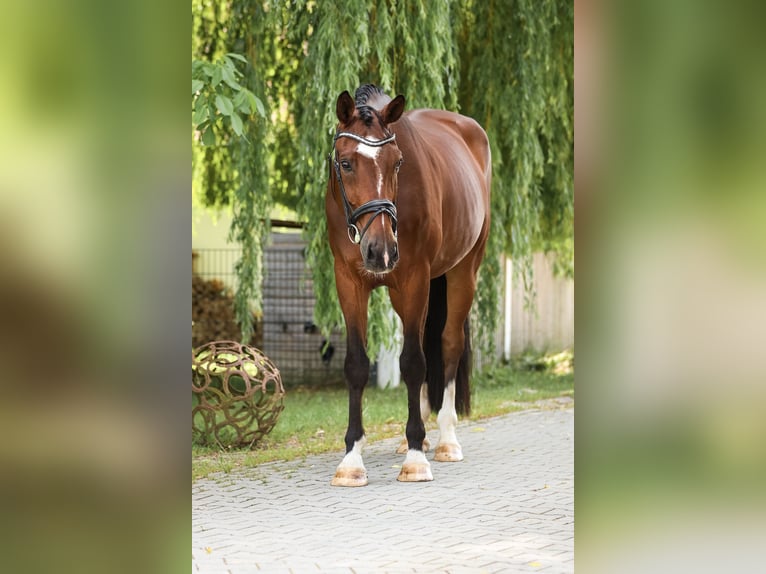 Oldenburger Wallach 8 Jahre 172 cm Brauner in Bodenkirchen