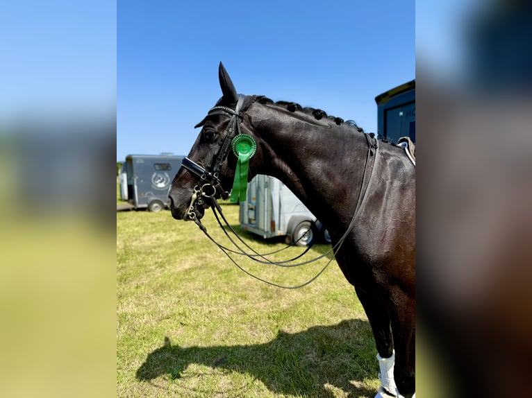 Oldenburger Wallach 8 Jahre 172 cm Rappe in Lohne (Oldenburg)