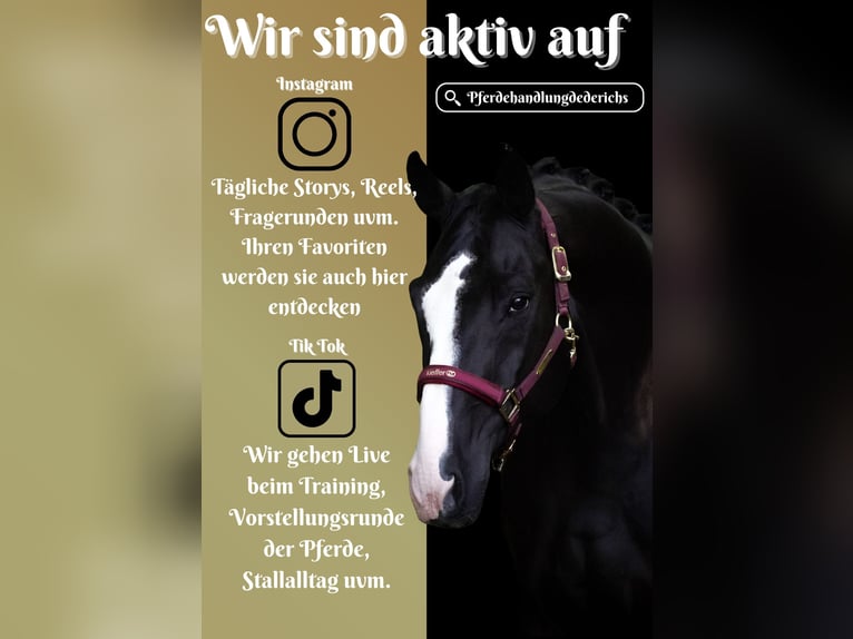 Oldenburger Wallach 8 Jahre 172 cm Rappe in Nettersheim