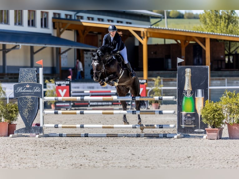 Oldenburger Wallach 8 Jahre 172 cm Rappe in Královice