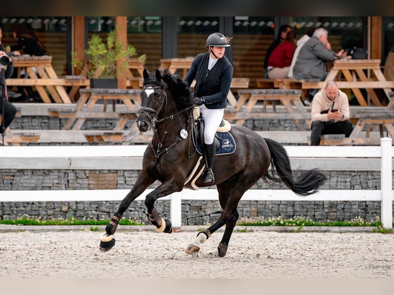 Oldenburger Wallach 8 Jahre 172 cm Rappe in Královice