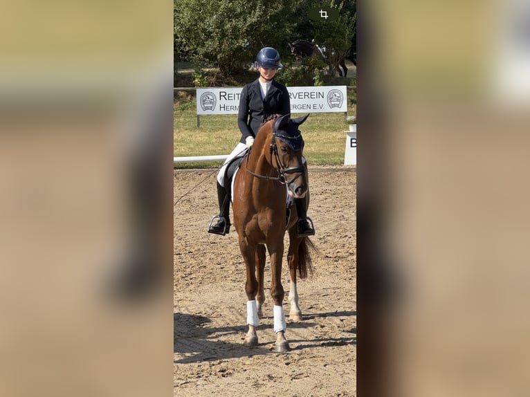 Oldenburger Wallach 8 Jahre 173 cm Dunkelfuchs in Munster