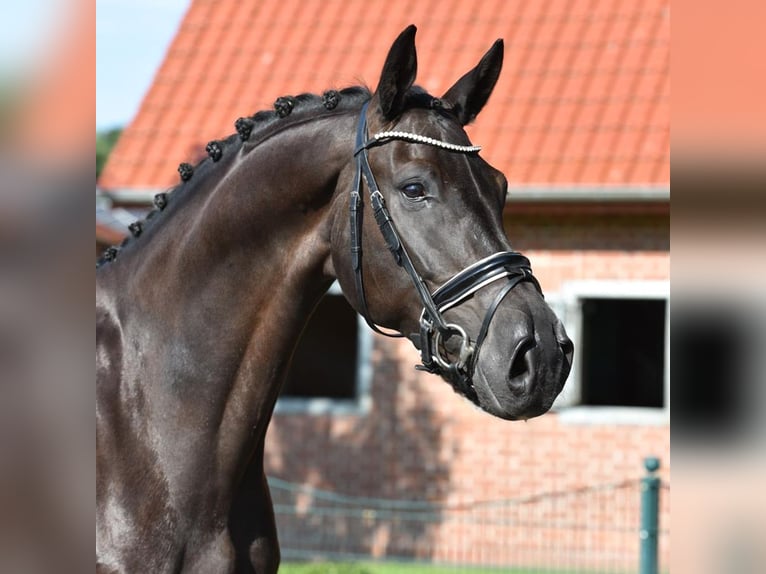 Oldenburger Wallach 8 Jahre 173 cm Schwarzbrauner in Verden
