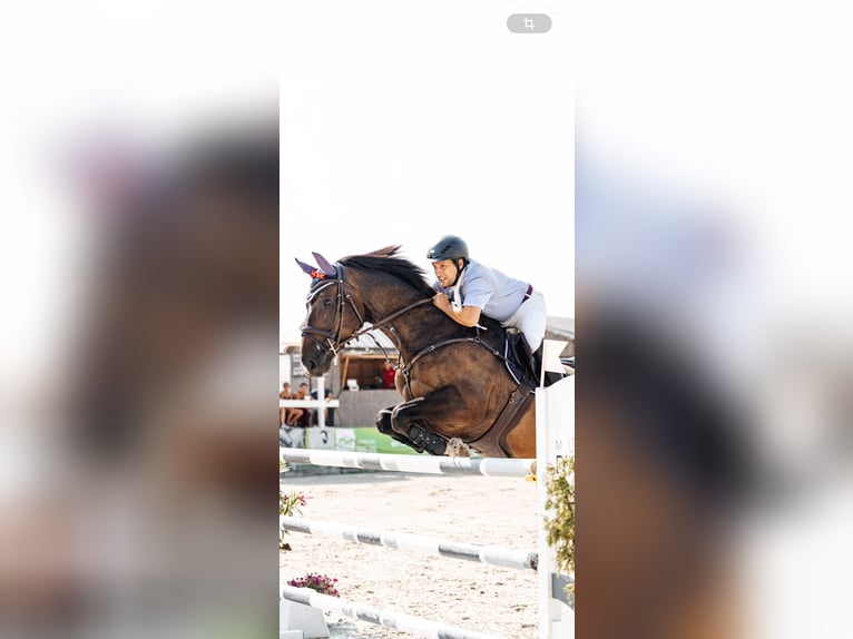 Oldenburger Wallach 8 Jahre 173 cm  in Breitenau