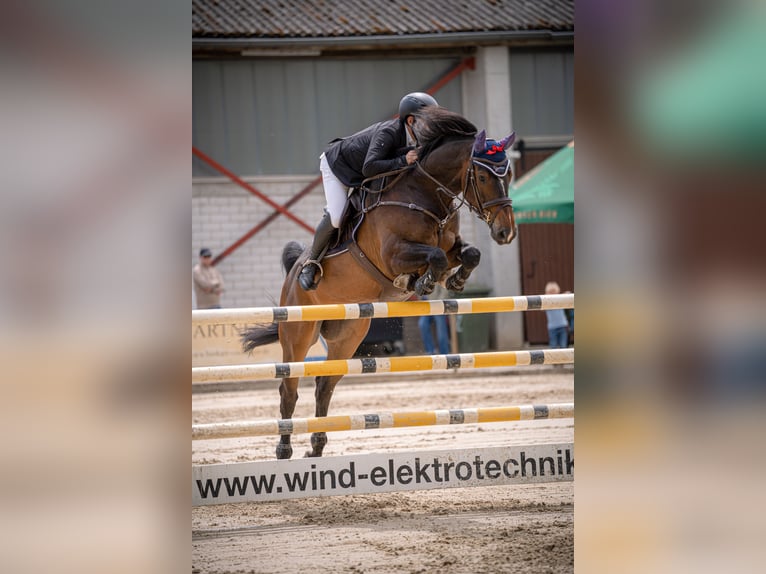 Oldenburger Wallach 8 Jahre 173 cm  in Breitenau