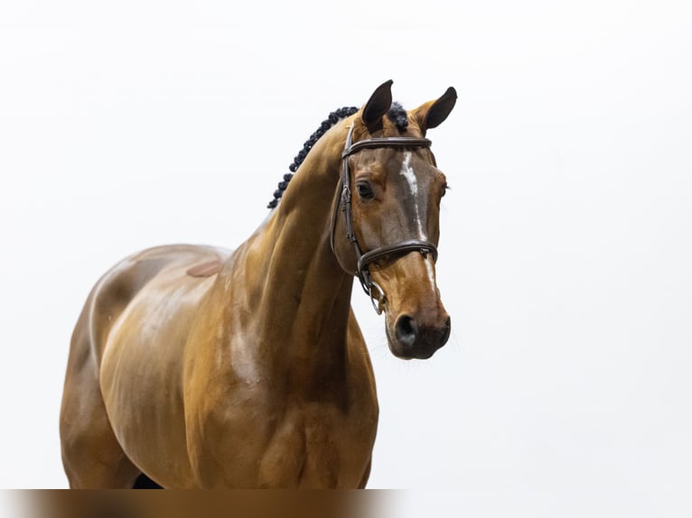 Oldenburger Wallach 8 Jahre 174 cm Brauner in Waddinxveen