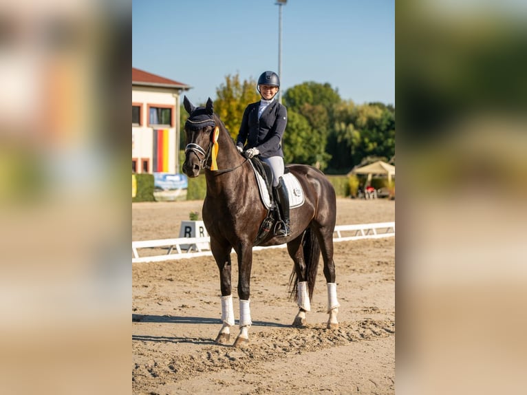 Oldenburger Wallach 8 Jahre 174 cm Rappe in Zörbig