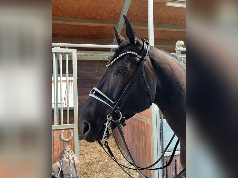 Oldenburger Wallach 8 Jahre 174 cm Rappe in Zörbig