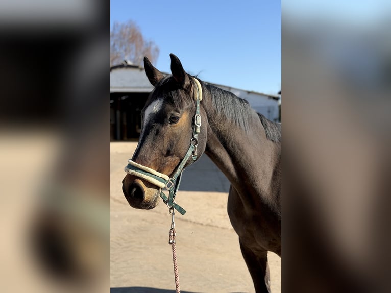 Oldenburger Wallach 8 Jahre 175 cm Brauner in Perl