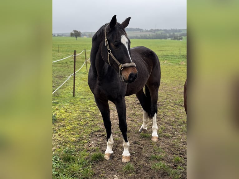 Oldenburger Wallach 8 Jahre 175 cm Brauner in Perl