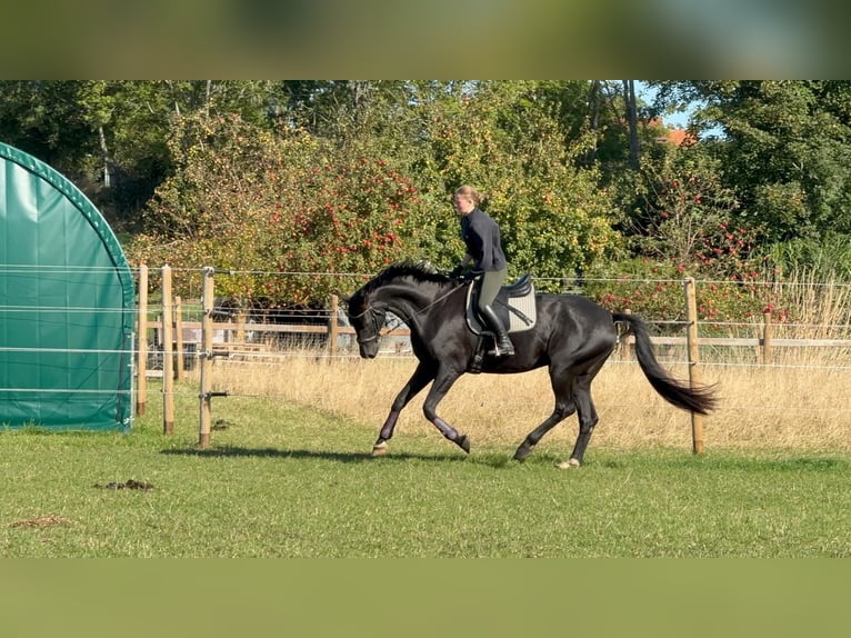 Oldenburger Wallach 8 Jahre 175 cm Rappe in Eckernförde
