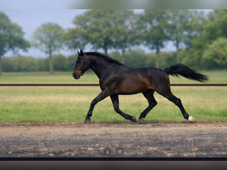 Oldenburger Wallach 8 Jahre 175 cm Schwarzbrauner in Erm