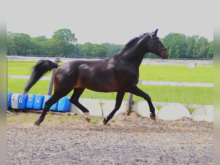 Oldenburger Wallach 8 Jahre 175 cm Schwarzbrauner in Erm