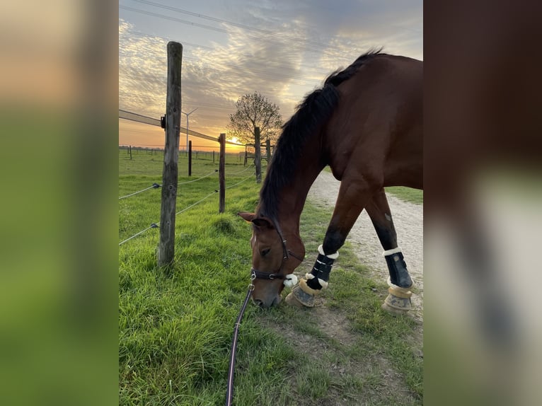 Oldenburger Wallach 8 Jahre 177 cm Brauner in Kaarst