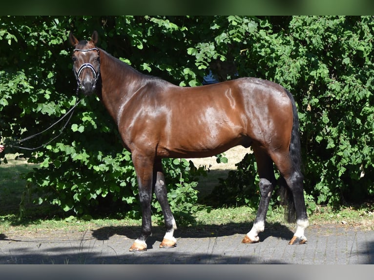 Oldenburger Wallach 8 Jahre 177 cm Dunkelbrauner in Herbstein