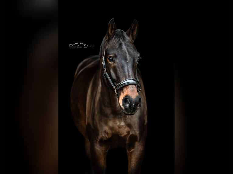 Oldenburger Wallach 8 Jahre 178 cm Dunkelbrauner in Worms