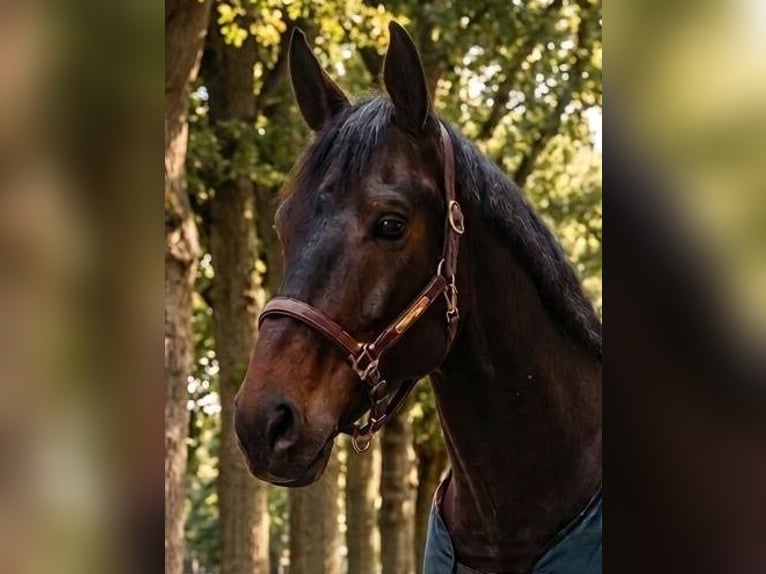 Oldenburger Wallach 8 Jahre 179 cm Dunkelbrauner in Osnabrück