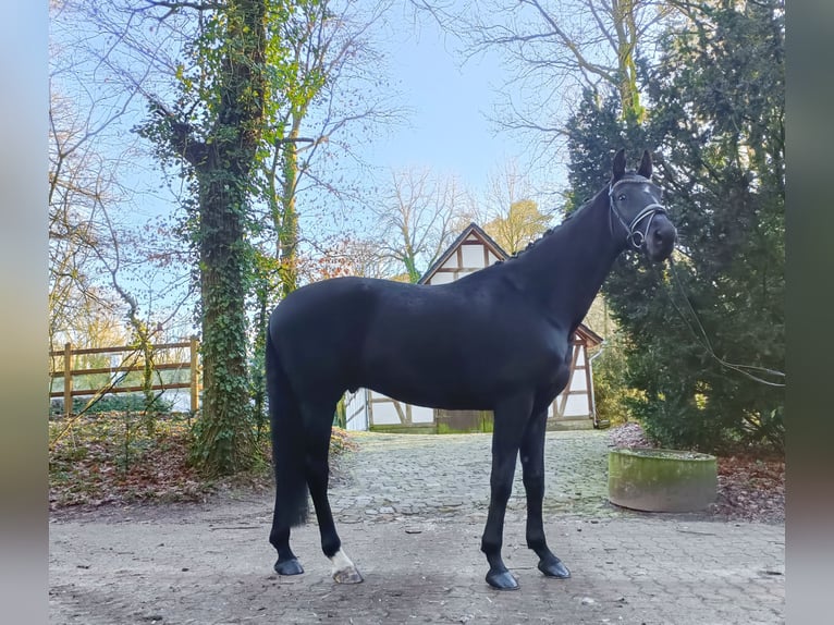 Oldenburger Wallach 8 Jahre 179 cm Rappe in Barenburg