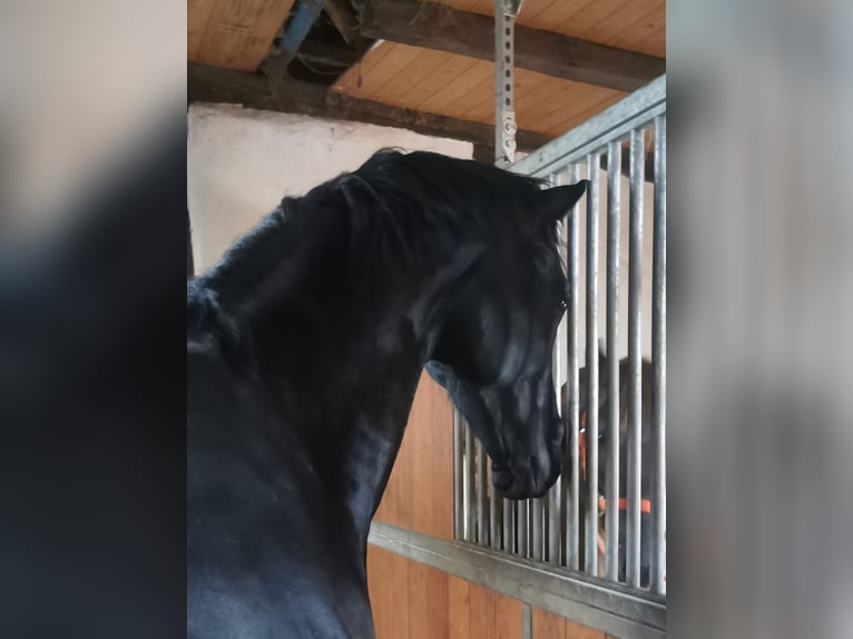 Oldenburger Wallach 8 Jahre 179 cm Rappe in Barenburg