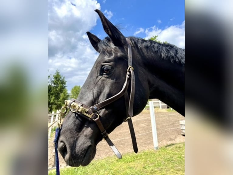 Oldenburger Wallach 8 Jahre 180 cm Rappe in Bethau