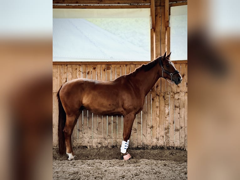 Oldenburger Wallach 8 Jahre 182 cm Fuchs in Krubki Górki